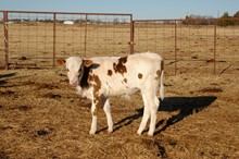 BULL CALF ( ASSASSIN X WHISKEY)